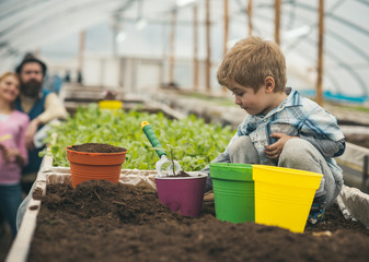 polytunnel farmer. polytunnel farmer small boy working on ground. little farmer work in polytunnel. polytunnel farmer with parents. kid with potted plant.