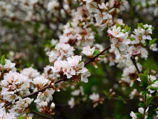 Prunus tomentosa or nanking cherry white flowers