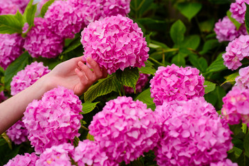 woman care of flowers in garden. hydrangea. soft and tender. Spring and summer. gardener with flowers. Greenhouse flowers. Flower care and watering. soils and fertilizers. Gifts of nature