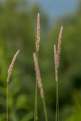 grass on a green background