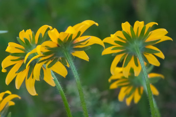 yellow flowers on green background of grass