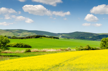 rape field background