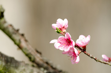 pink peach blossom