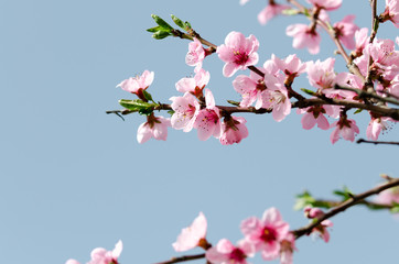pink peach blossom