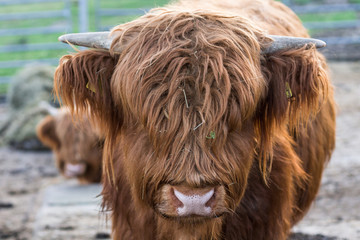 Schottisches Hochlandrind