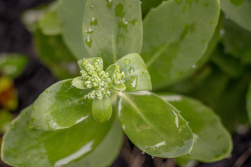close up of sedum with wet leaves
