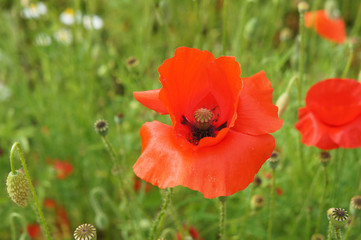 Fototapeta premium Zwykłe czerwone kwiaty maku lub kukurydzy mak maku rhoeas