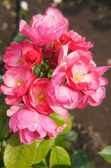Fototapeta premium Angela floribunda climbing roses pink flowers