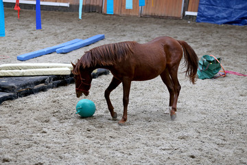 Young horses playing with balls in riding hall indoors