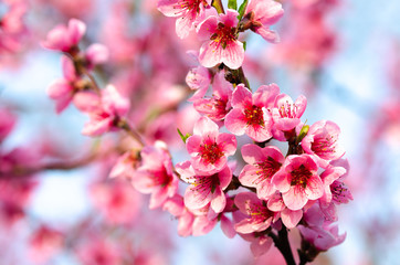 Fototapeta premium pink peach blossom