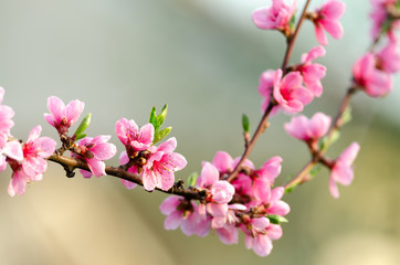 Fototapeta na wymiar pink peach blossom