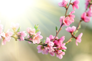 Fototapeta na wymiar pink peach blossom
