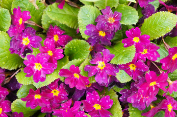 Primrose or primula vulgaris purple flowers