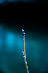 bloom