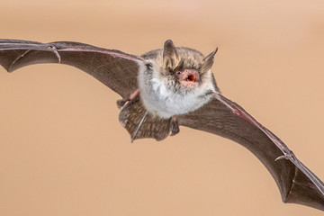 Flying Natterers bat isolated on bright brown background