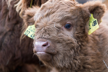 Schottisches Hochlandrind