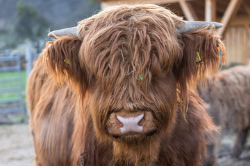 Schottisches Hochlandrind