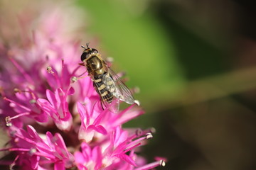 bee collecting pollen from pink flower
