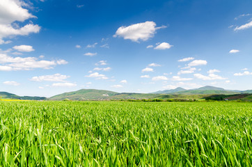 Obraz premium green field background