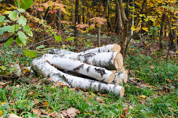 Heap of birch logs in the forest among the grass and colorful fallen leaves.