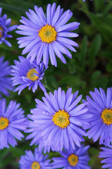 Fototapeta premium Aster alpinum blue flowers