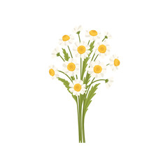 Bouquet of white daisies with green leaves. Chamomile flowers. Natural decorative element. Flat vector design