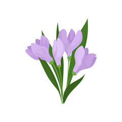 Bouquet of beautiful purple crocuses with green leaves. Spring flowers. Nature theme. Flat vector design