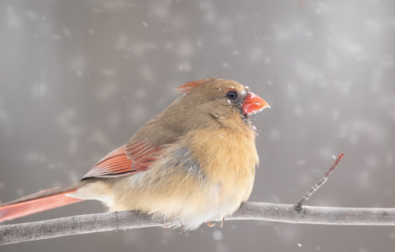 female cardinal preached on branch snow in background