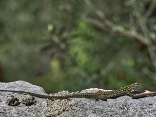 On a hike in a landscape in the Gulf of Naples with with natural beauties such as a lizard