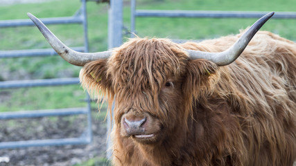 Schottisches Hochlandrind