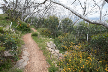 Fototapeta premium Mount Buller Walking and Biking Trails in Summer