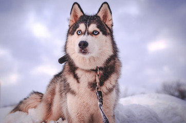 siberian husky in snow