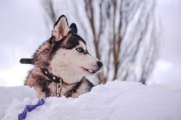 siberian husky in snow