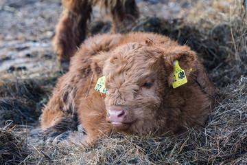 Schottisches Hochlandrind