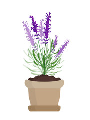 Naklejka na ściany i meble Lavender plant 