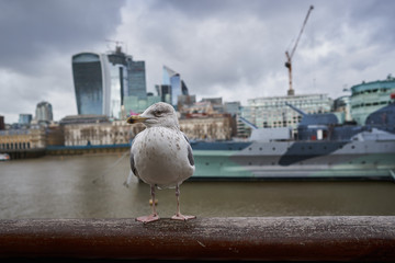 Sea gull or herring gull sitting on the banister on the bank of Thames river in London. In...