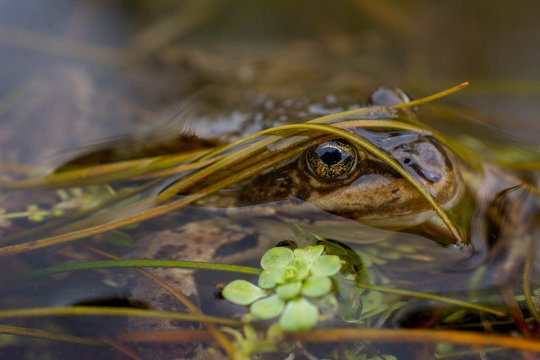 Frog Hiding in Pond