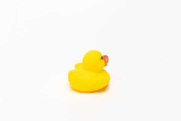 isolated rubber duck