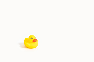 isolated yellow rubber duck