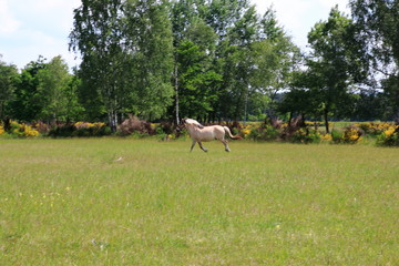 Pferde laufen über die Felder in den Sanddünen, einem Naturschutzgebiet in Baden-Baden Sandweier