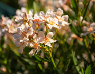 Nice yellow oleander in the garden