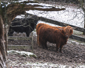 Schottisches Hochlandrind