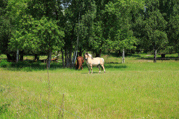 Pferde laufen &uuml;ber die Felder in den Sandd&uuml;nen, einem Naturschutzgebiet in Baden-Baden Sandweier