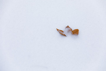 Single leaf in snow