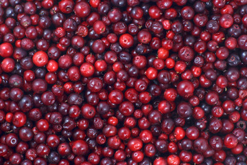 A lot of cranberries lying down on the horizontal surface. A beautiful fresh fruit background