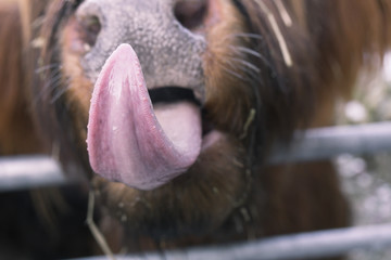 Zunge eines Hochlandrindes