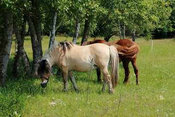 Naklejka na ściany i meble Pferde laufen über die Felder in den Sanddünen, einem Naturschutzgebiet in Baden-Baden Sandweier