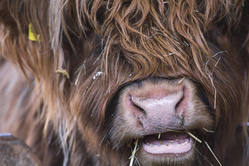 Schottisches Hochlandrind