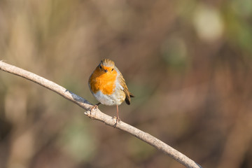 robin on a branch