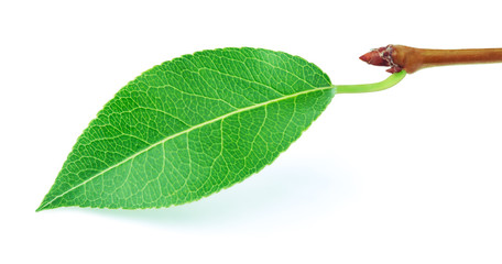 Pear leaf with stick isolated on a white background with clipping path. One of the best isolated pears leaves that you have seen.